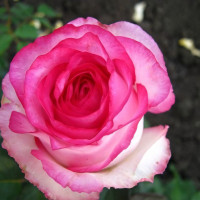 Саженцы Роза чайно-гибридная Белла Вита