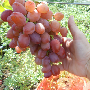 Саженцы Виноград Виктор