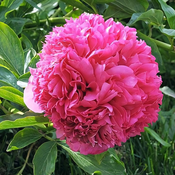 Саженцы Пион Angelo Cobb Freeborn (Ангело Коб Фриборн)