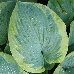 Саженцы Хоста Olive Bailey Langdon (Олив Бэйли Лэнгдон) L