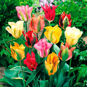 Тюльпан зеленоцветный, смесь окрасок (в упаковке - 3шт.)