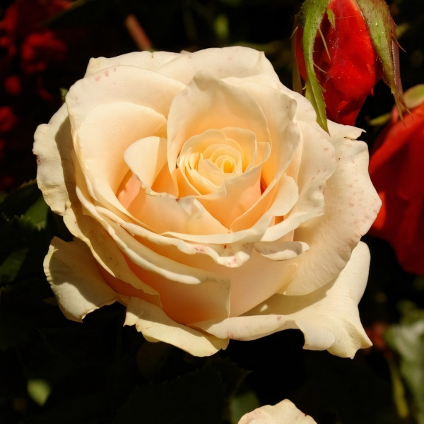 Саженцы Роза чайно-гибридная Талея