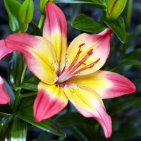 Луковицы  Лилия биколор азиатская Heartstring (Хертстрингс) (3шт.)