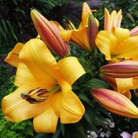 Луковицы Саженцы Лилия ОТ гибрид Saltarello (Салтарелло) (3шт.)
