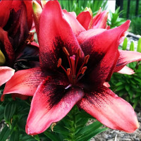 Луковицы  Лилия азиатская Tinу Shadow (Тайни Шэдоу) (3шт.)