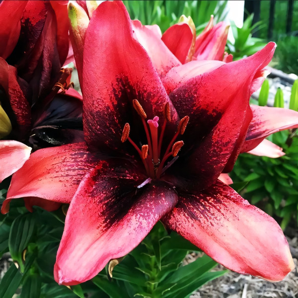 Луковицы  Лилия азиатская Tinу Shadow (Тайни Шэдоу) (3шт.)