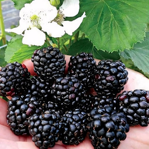 Саженцы Ежевика Лох Несс