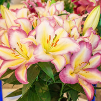 Луковицы  Лилия восточная Captain Tricolor (Капитан Триколор) (3шт.)