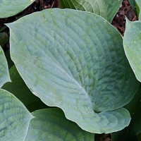 Саженцы Хоста Bressingham Blue (Брессингам Блю) L