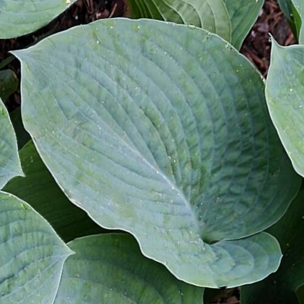 Саженцы Хоста Bressingham Blue (Брессингам Блю) L