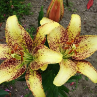 Луковицы  Лилия Санкрест (3шт.)