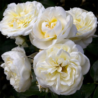 Саженцы Роза флорибунда Леди Романтика