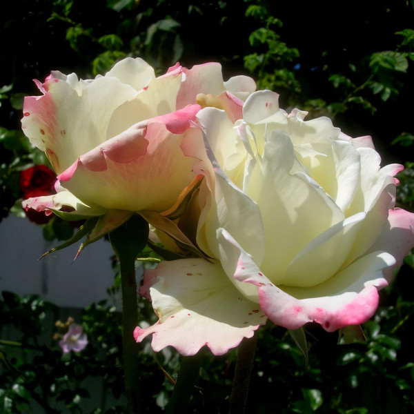 Саженцы Роза чайно-гибридная Атена