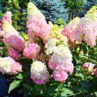 Саженец Гортензия метельчатая Fraise Melba (Фрайз Мельба)