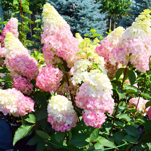 Саженец Гортензия метельчатая Fraise Melba (Фрайз Мельба)