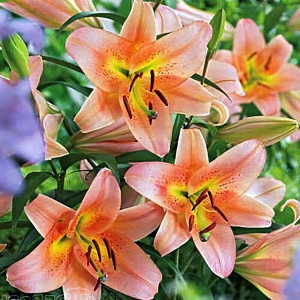  Лилия ОТ гибрид Sabaneta (Сабанета)