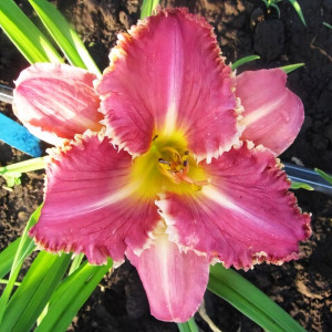 Саженцы Лилейник Venetian Fringe (Венешиан Фриндж)