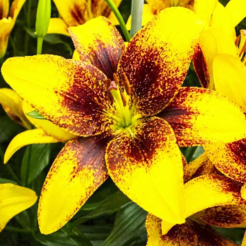 Луковицы  Лилия азиатская Yellow Brush (Йеллоу Браш) (3шт.)