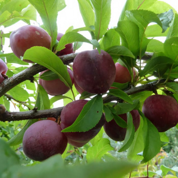 Саженцы Слива Волжская Красавица