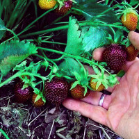 Клубника Черный принц (в упаковке 5шт.)