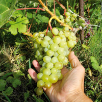 Саженцы Виноград Амурский белый