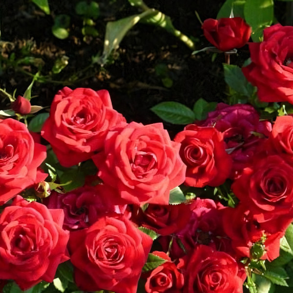 Саженцы Роза спрей Ред Микадо