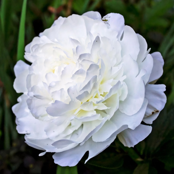 Саженцы Пион Elsa Sass (Эльза Сасс)