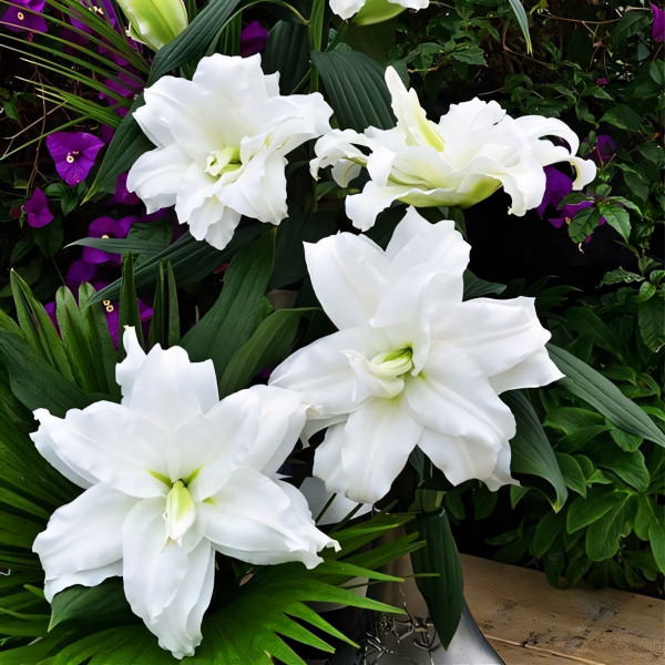 Луковицы  Лилия восточная Roselily Aisha (Розели Аиша) (3шт.)