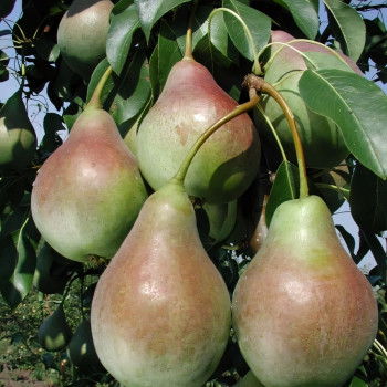 Саженцы Груша Аллегро