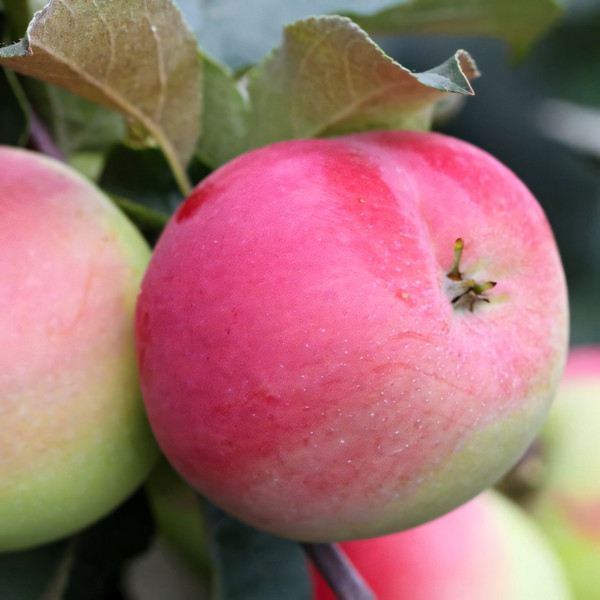 Саженцы Яблоня Имрус