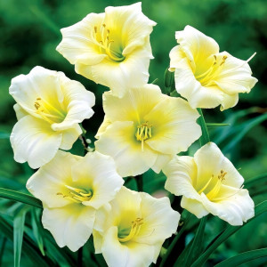 Саженцы Лилейник Longfields Pearl (Лонгфилдс Перл)