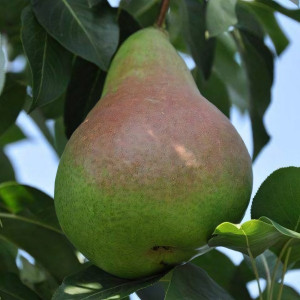 Саженцы Груша Кюре