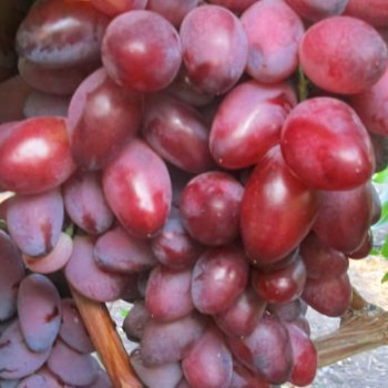 Саженцы Виноград Ася