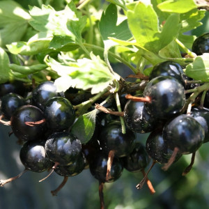 Саженцы Йошта ЕМБ