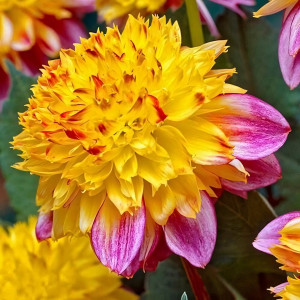 Саженцы Георгина анемоновидная Boogie Woogie (Буги Вуги)