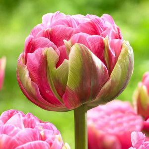 Тюльпан махровый Авейрон (в упаковке - 3шт.)