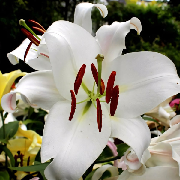 Луковицы Саженцы Лилия ОТ гибрид Zambesi (Замбези) (3шт.)