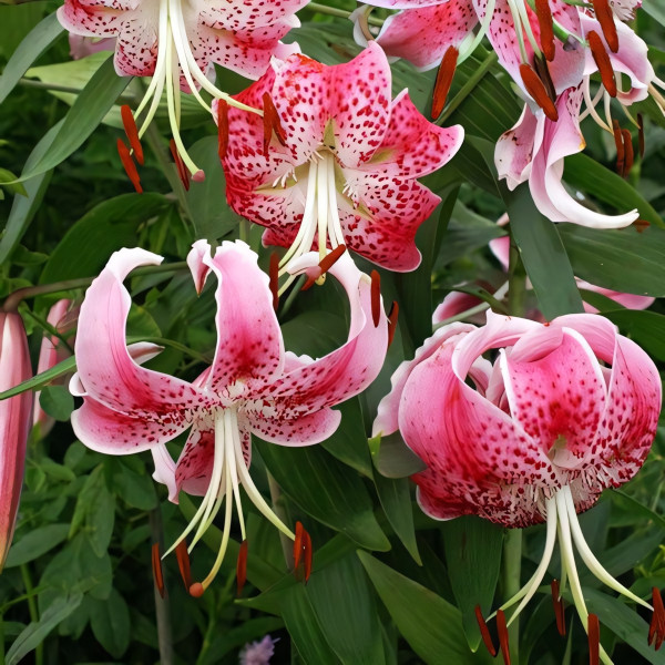 Луковицы  Лилия Speciosum Uchida (Сп. Ушида) (3шт.)