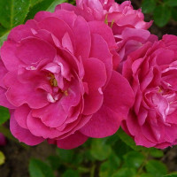 Саженцы Роза парковая Джон Франклин