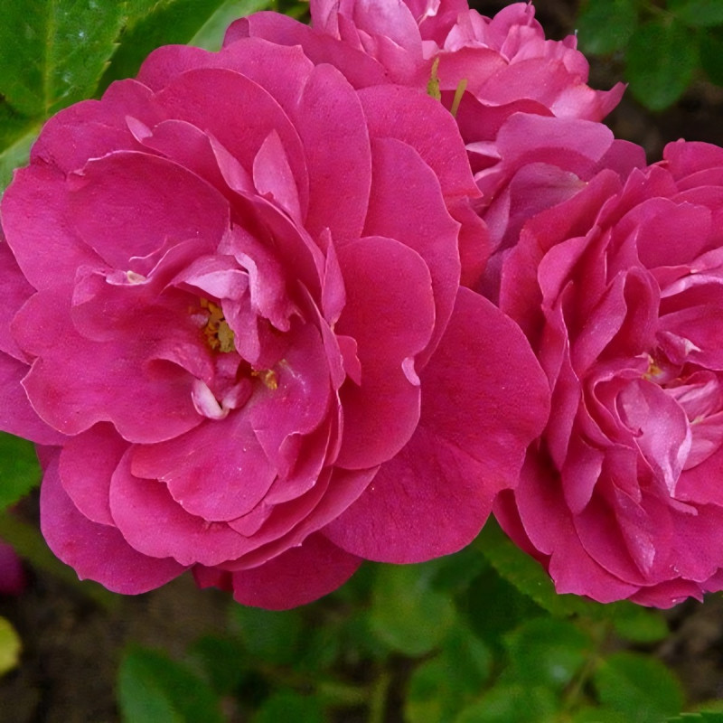 Саженцы Роза парковая Джон Франклин