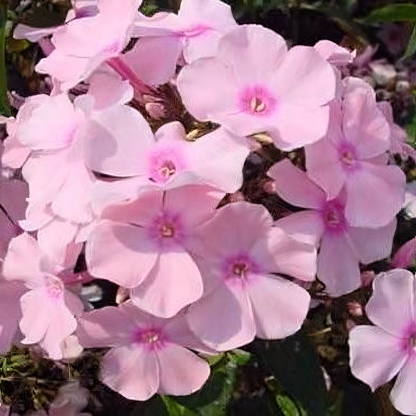 Саженцы Флокс Rosa Pastell (Роза Пастелл)