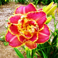 Саженцы Лилейник Unlock the Stars (Анлок Зе Старз)