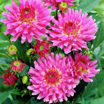 Саженцы Георгина Melody Lizza (Мелоди Лизза)