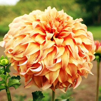 Саженцы Георгина макси Spartacus Orange (Спартакус Оранж)