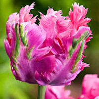 Луковицы Тюльпан попугайный Веберс Пэррот Пинк (в упаковке - 3шт.)