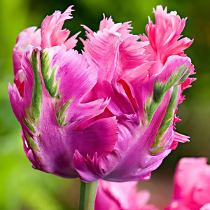 Тюльпан попугайный Веберс Пэррот Пинк (в упаковке - 3шт.)