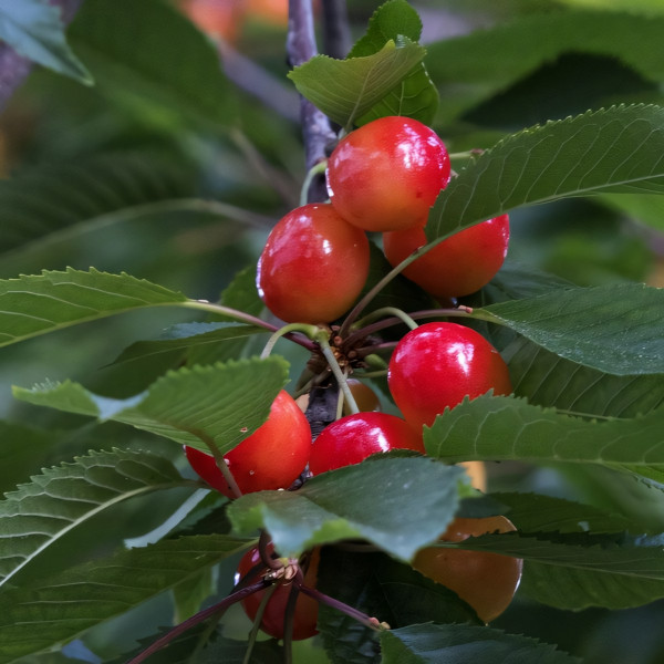 Саженцы Черешня Ленинградская розовая