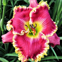 Саженцы Лилейник Rose Knockout (Роуз Нокаут)