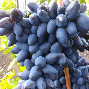 Саженцы Виноград Атос