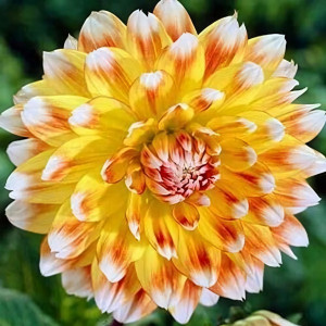 Саженцы Георгина декоративная Peaches & Cream (Пичез Энд Крим)